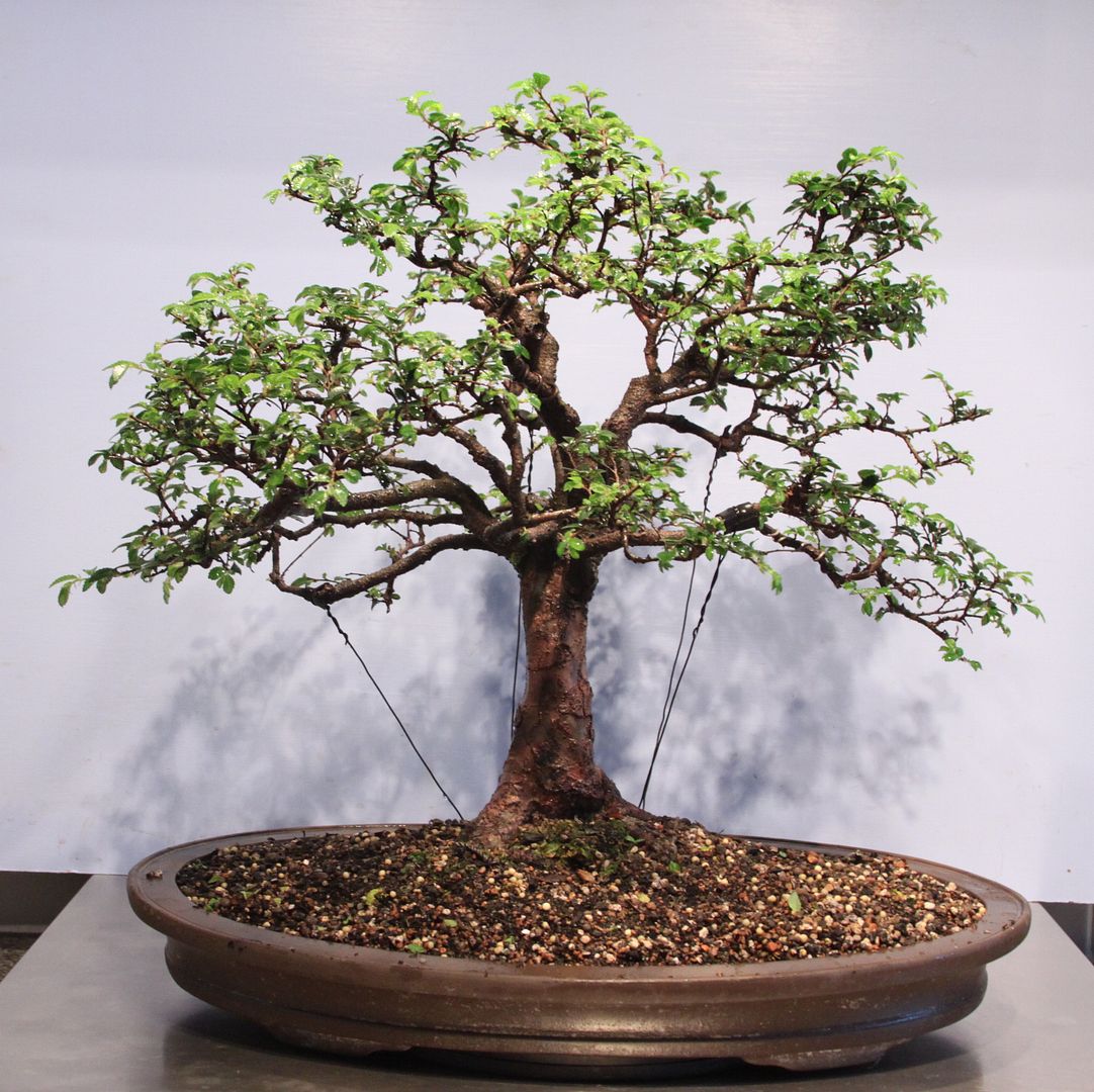 Chinese Elm Broom Bonsai Nut